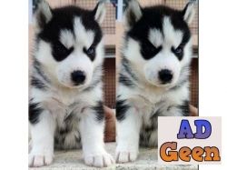 used Blue Eyes Siberian Husky Pups for sale 9971331250 for sale 